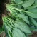 大叶菠菜30~35厘米
