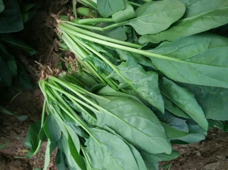 大叶菠菜30~35厘米