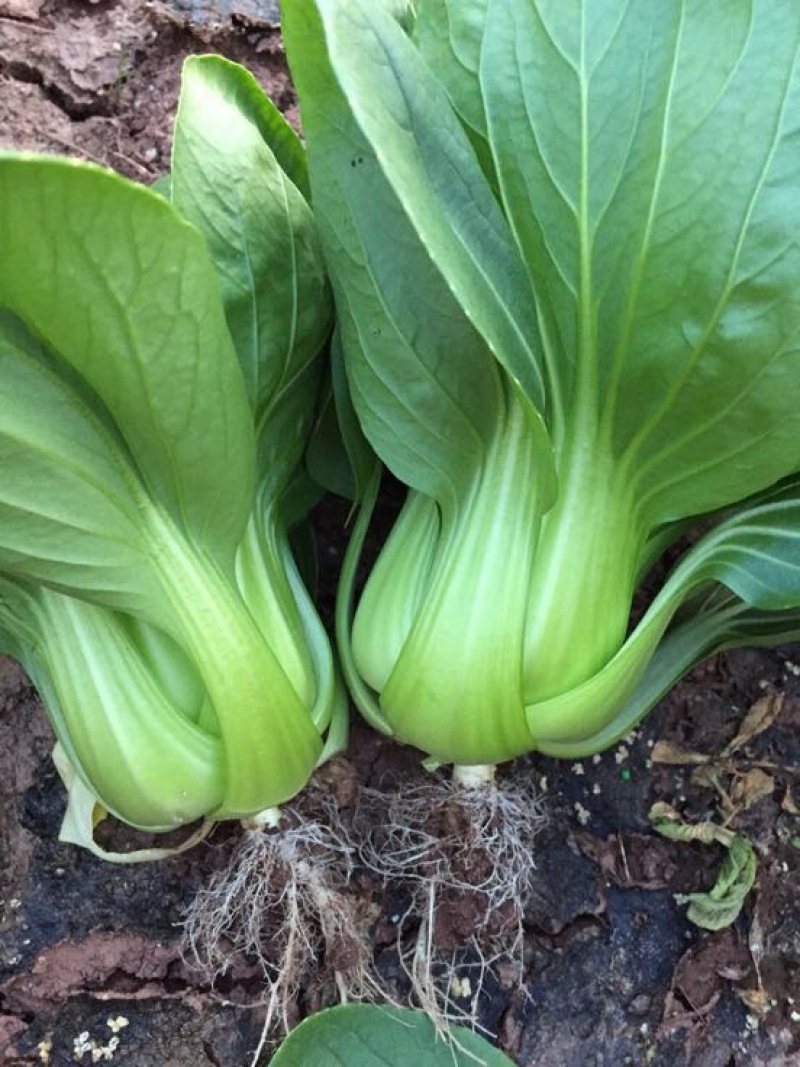 上海青小白菜15~20cm