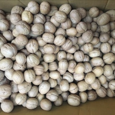 新新2号核桃
