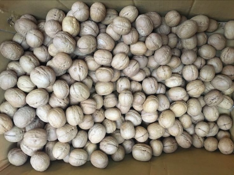 新新2号核桃