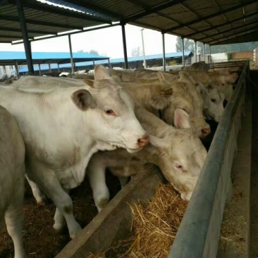 夏洛莱牛犊100~200kg