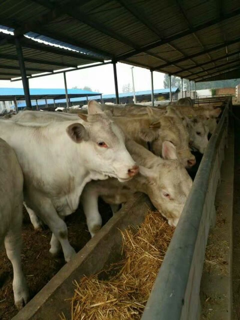 夏洛莱牛犊100~200kg