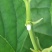 桑树苗50cm
