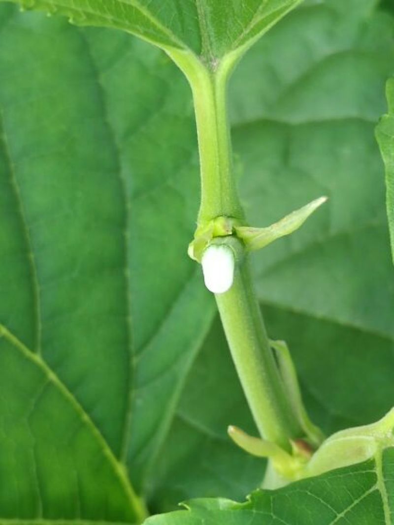 桑树苗50cm