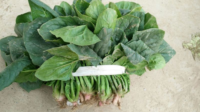 大叶菠菜25~30厘米