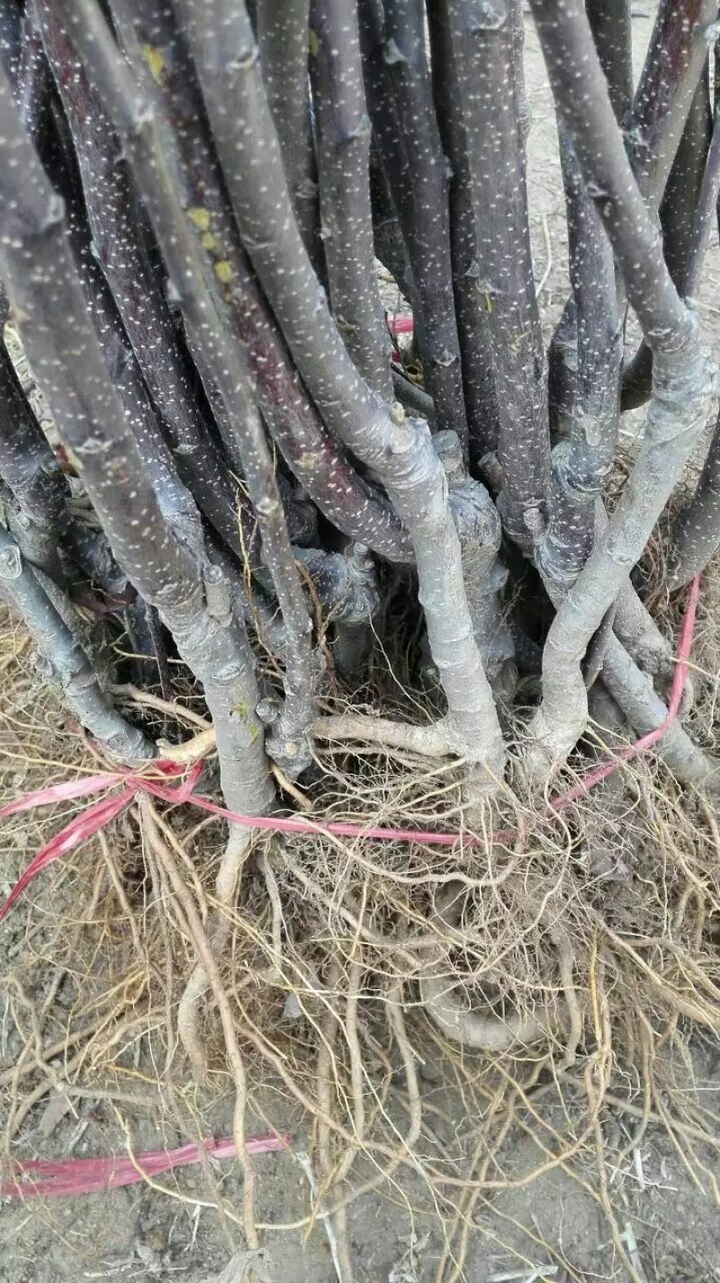 苹果树2cm以下2~4cm4~6cm4cm以下4~