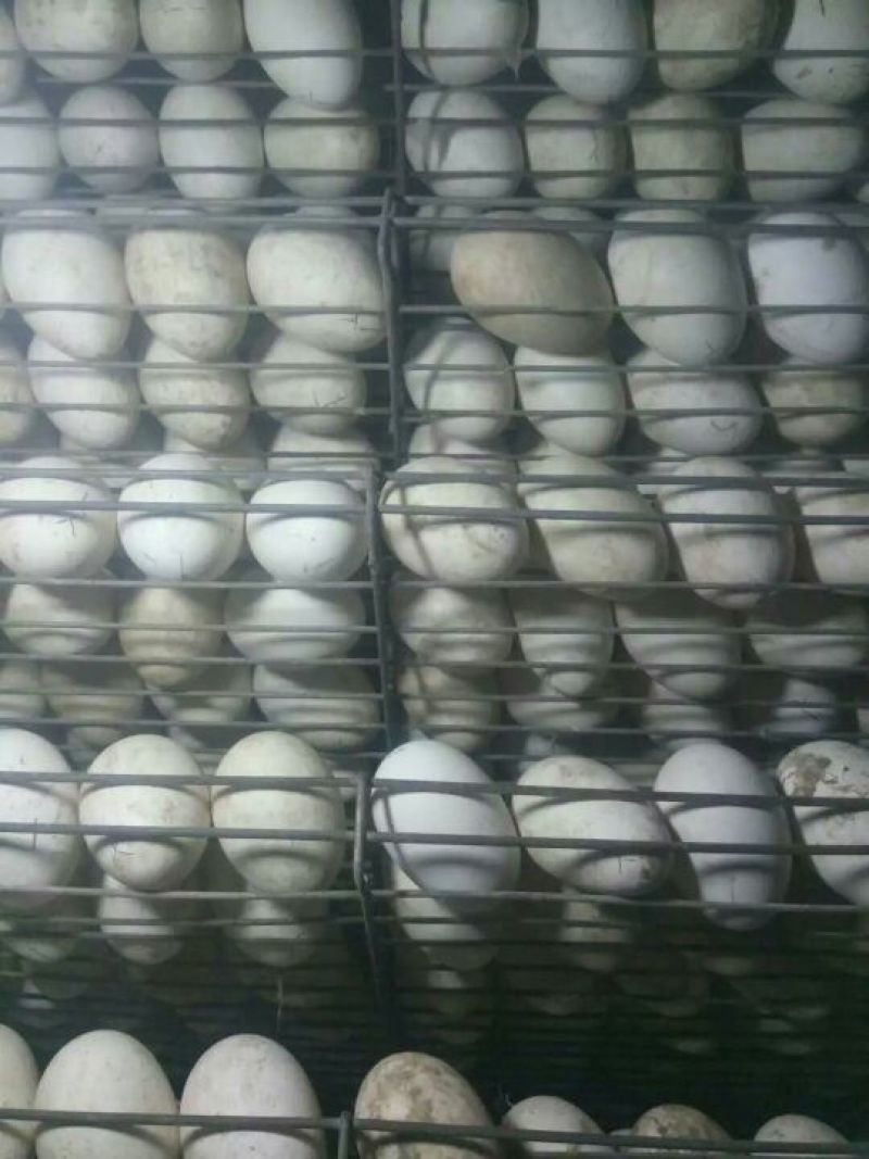 皖西白鹅鹅苗250g