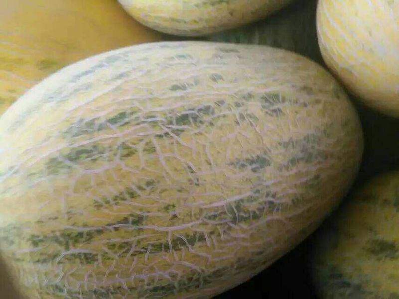 西州蜜瓜