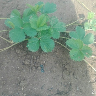 红颜草莓苗10cm以下