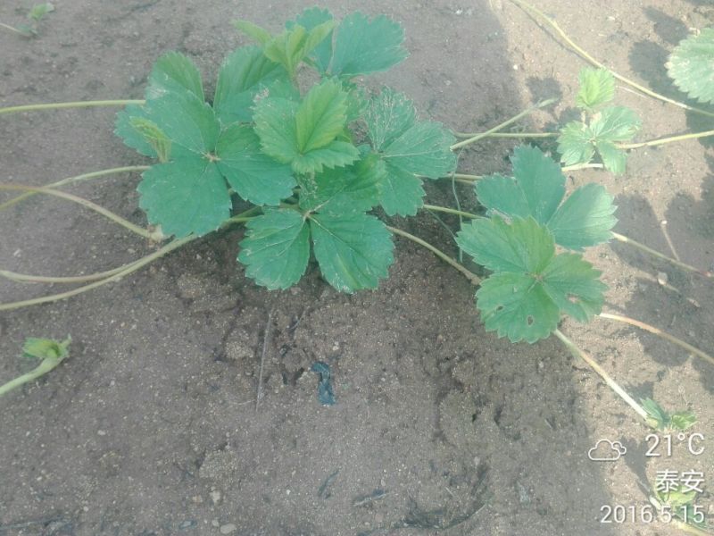 红颜草莓苗10cm以下