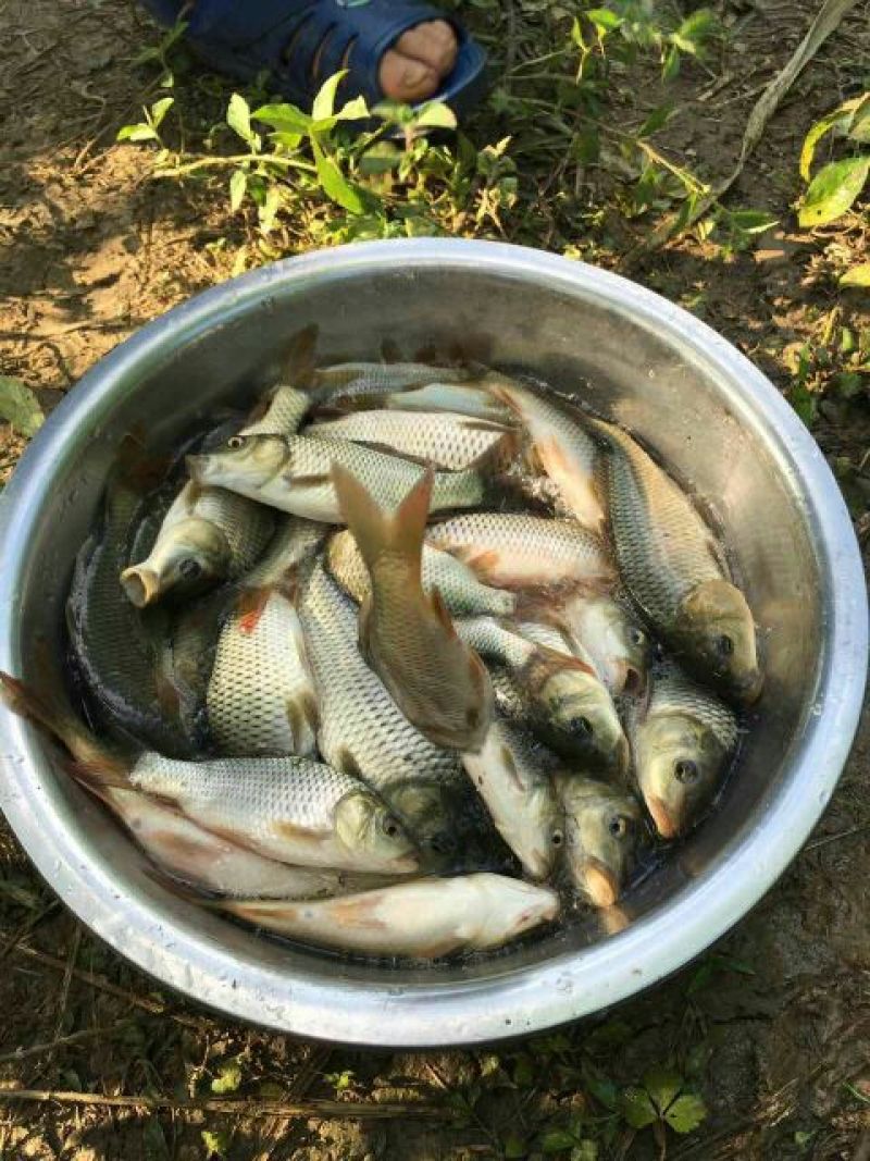 建鲤食用0.5~1公斤