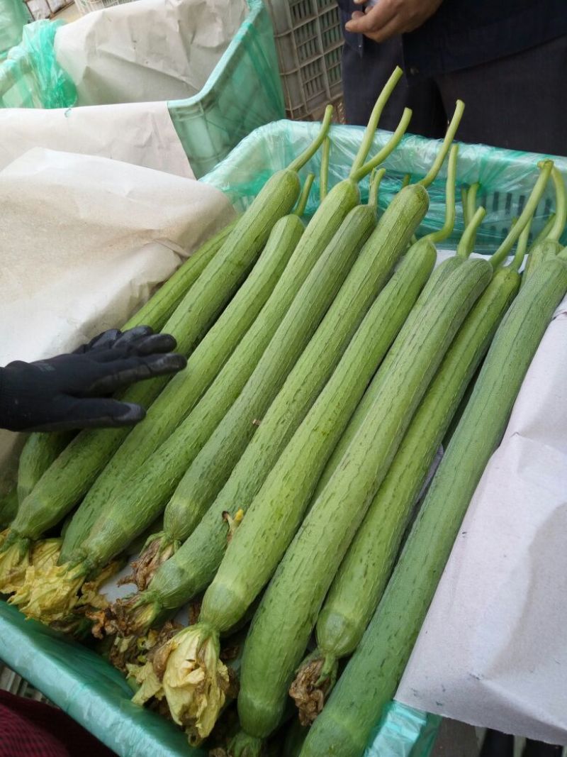 鲜花丝瓜25厘米以上