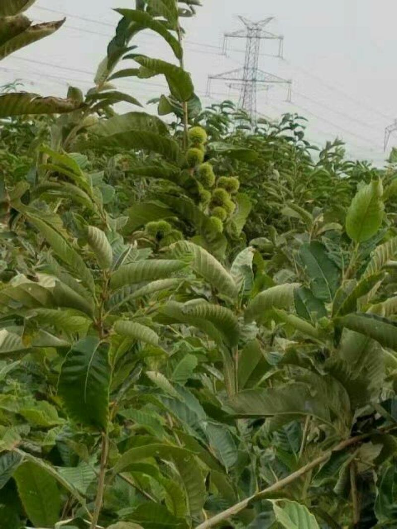 板栗树苗嫁接板栗苗华光板栗泰山板栗等