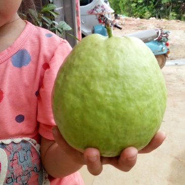 番石榴苗西瓜芭乐苗红心