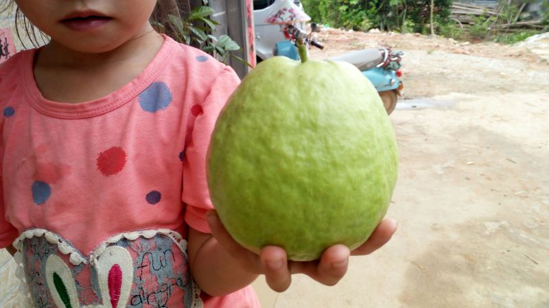 番石榴苗西瓜芭乐苗红心