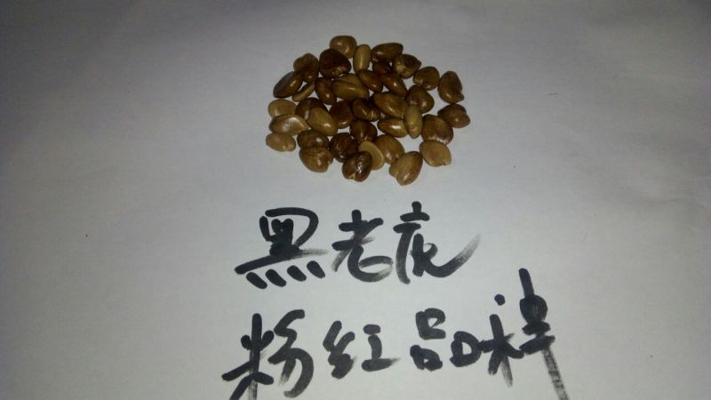 布福娜300~600g