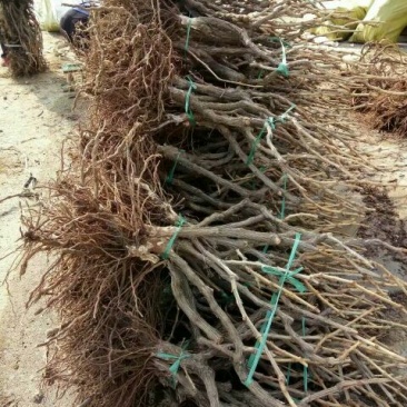 葡萄苗占地葡萄苗大葡萄苗葡萄苗大树葡萄苗批发基地