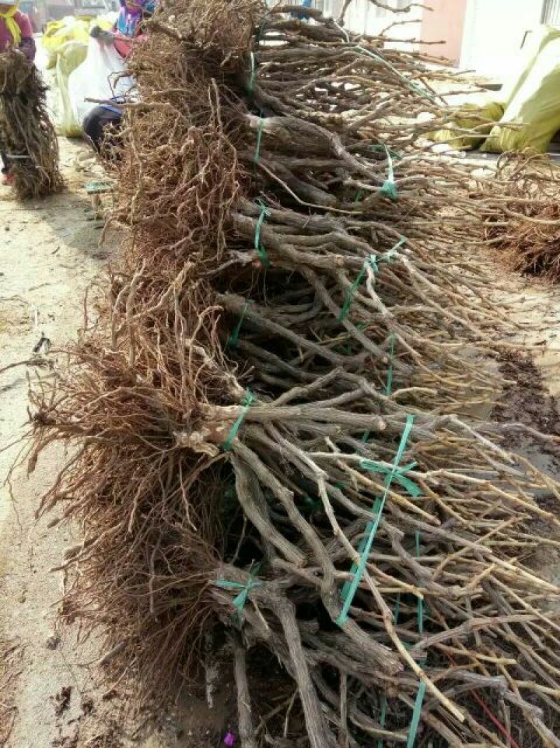 葡萄苗占地葡萄苗大葡萄苗葡萄苗大树葡萄苗批发基地