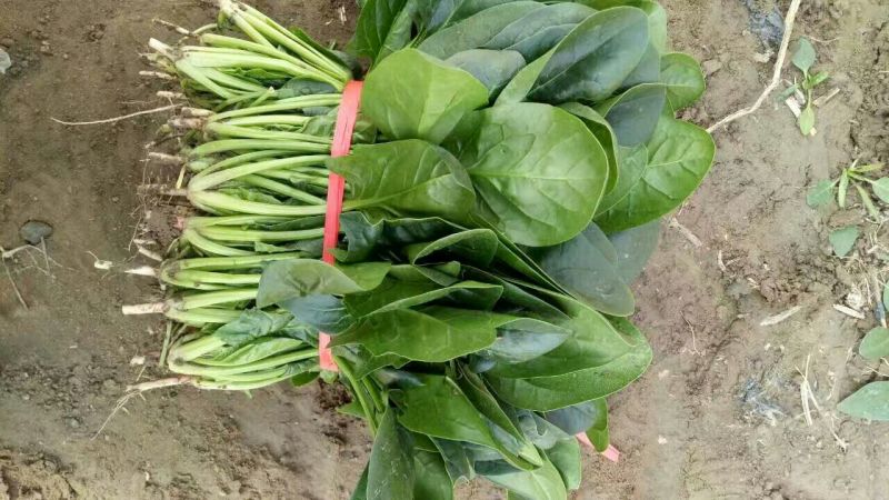 大叶菠菜20~25厘米