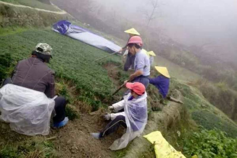 玉龙草