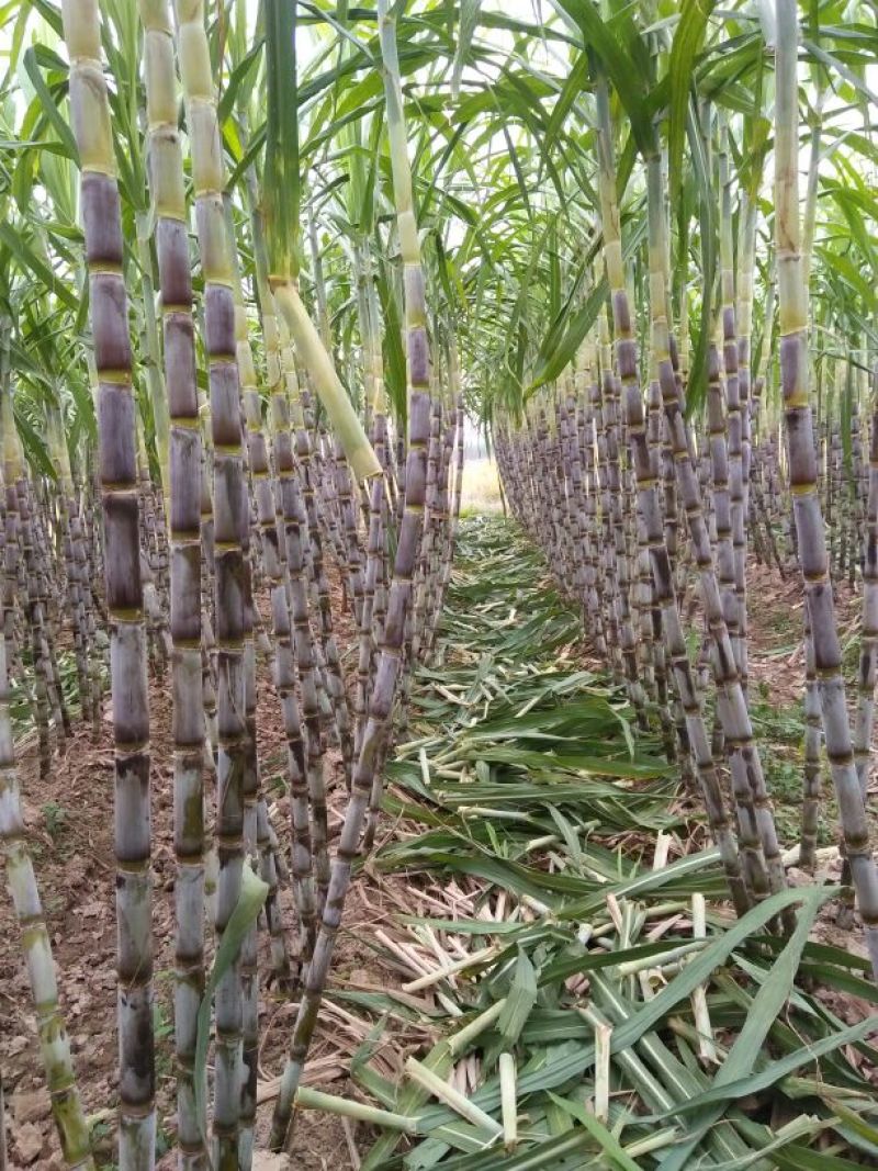青皮白玉甘蔗青皮甘蔗50000亩