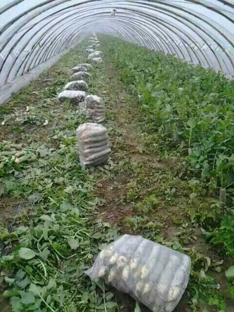 潍县萝卜产地批发，现拔，冷库萝卜大量现货