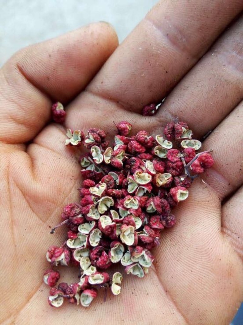 大红袍花椒浓烈的麻香味