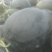 黑金刚西瓜10斤打底9成熟1茬