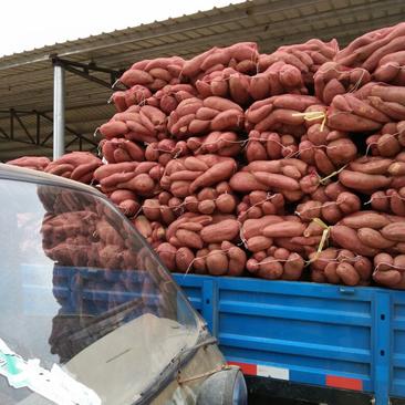 济薯26加工厂货大量有货全年发货