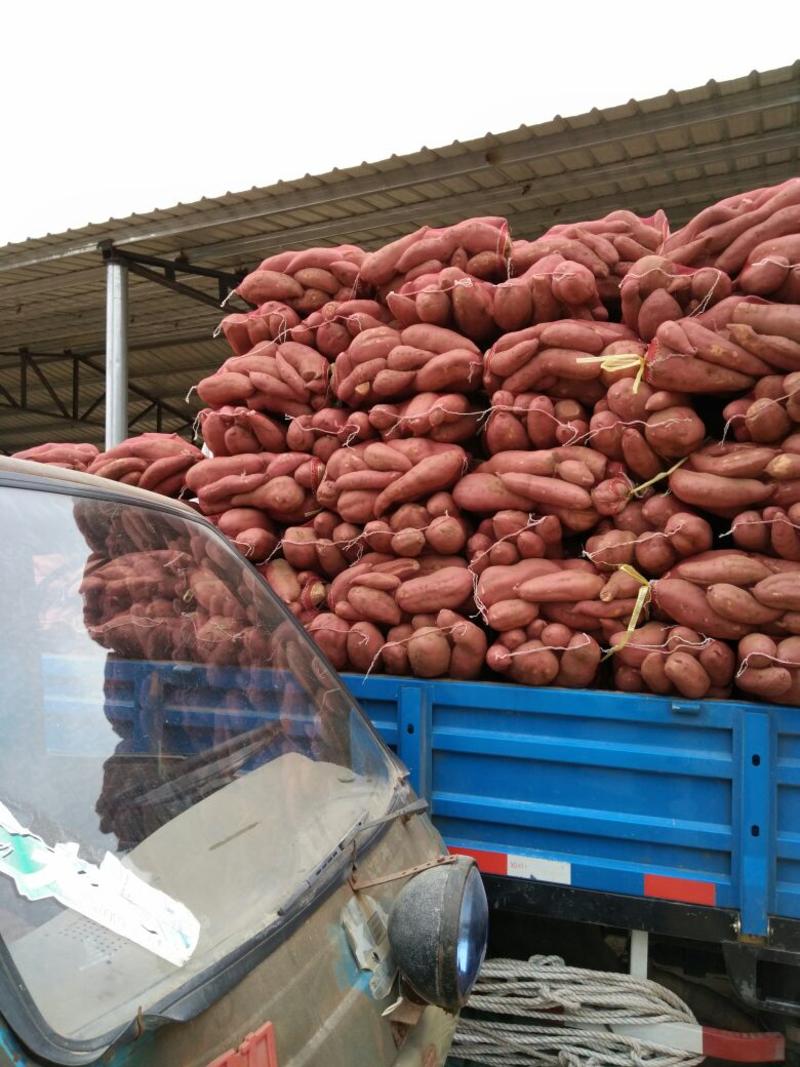 济薯26加工厂货大量有货全年发货