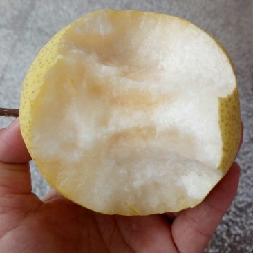酥梨400~450g纸袋
