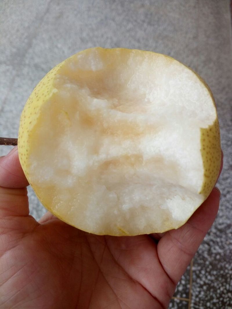 酥梨400~450g纸袋