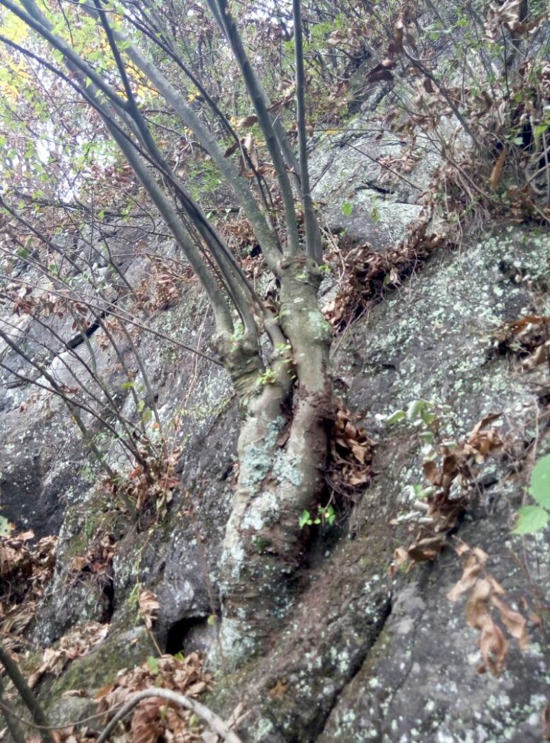 小叶榆树18~20cm4~6cm0.5~1m