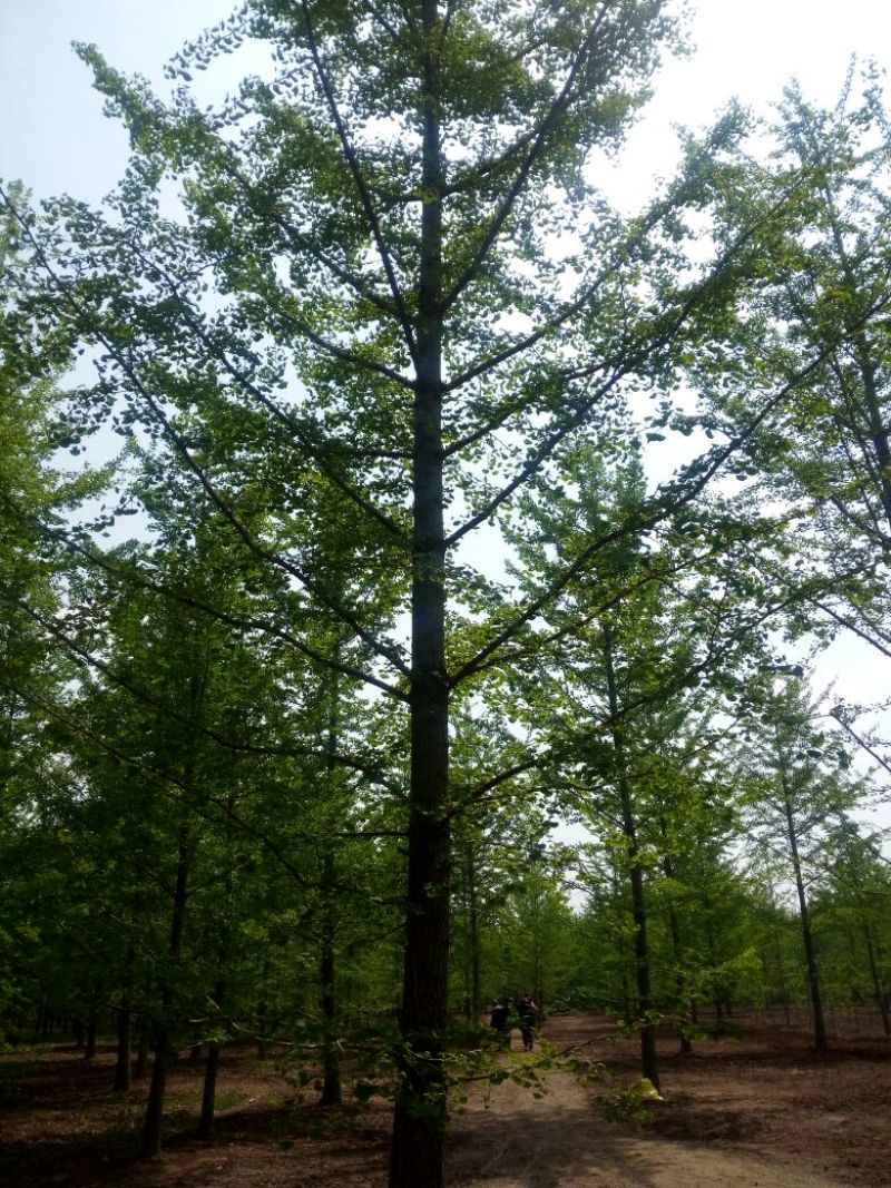 银杏实生树2~4cm0.5~1米1米以下