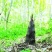 春笋