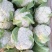 白花菜散装