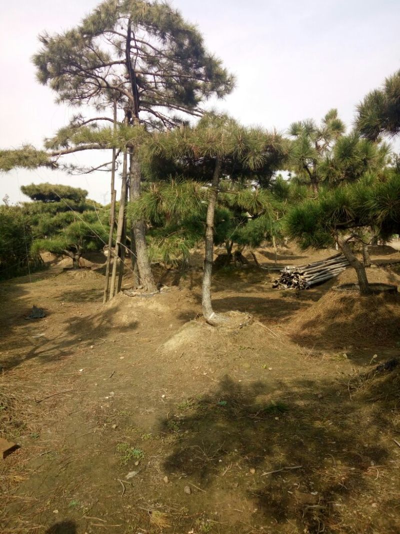 造型松15公分，泰山造型松，泰山景松，造型油松