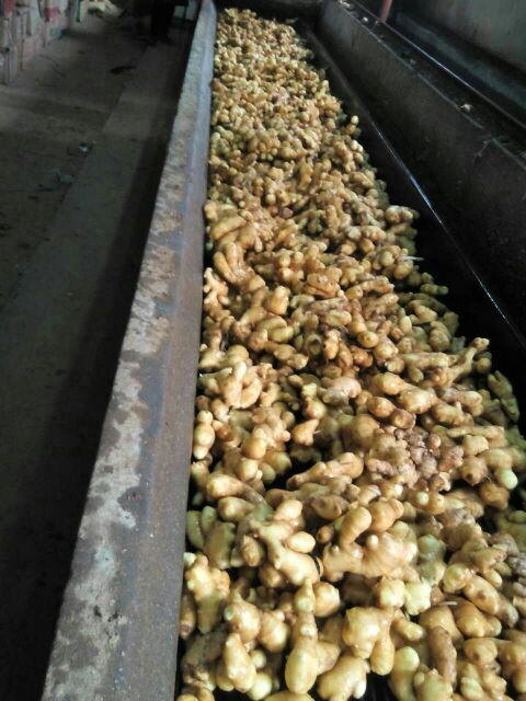 山东日照市姜 3两以上 带土批发_孙孝常供应_