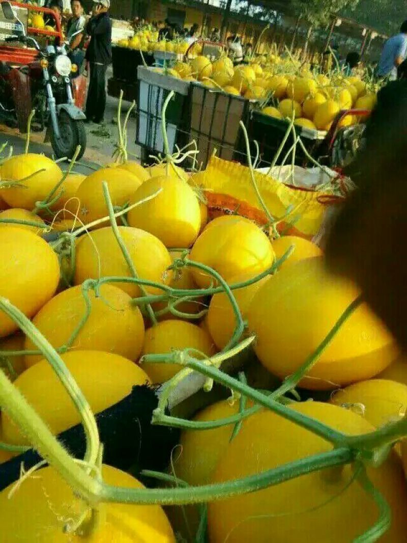 伊丽莎白甜瓜久红瑞香瓜瑞红甜瓜