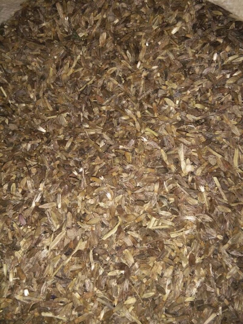 白术种子98%以上