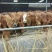 肉牛200~300斤