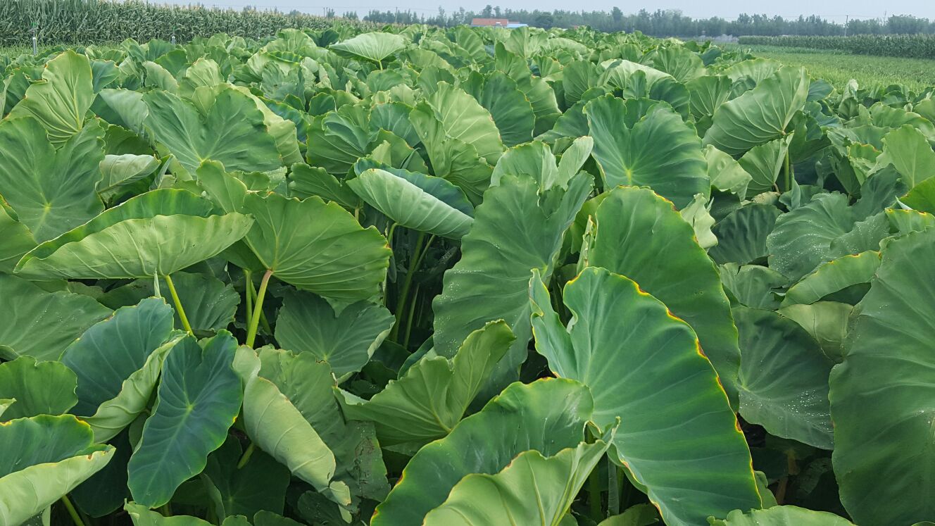 山东潍坊市安丘市芋头8520 4厘米以上批发_刘