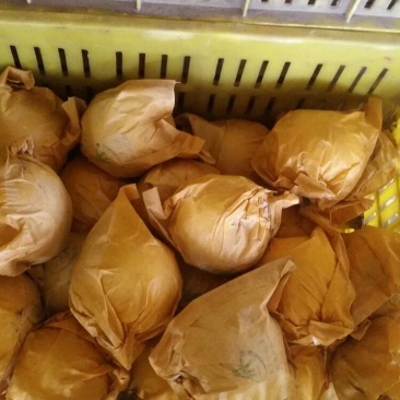 黄金梨300~350g纸袋