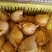黄金梨300~350g纸袋