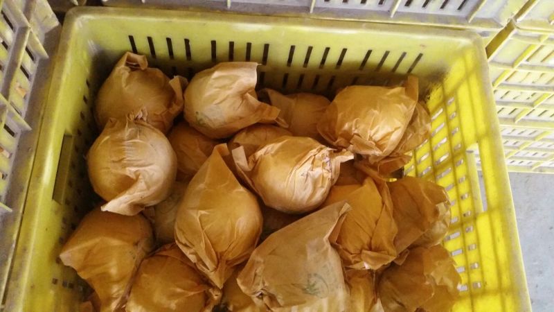 黄金梨300~350g纸袋