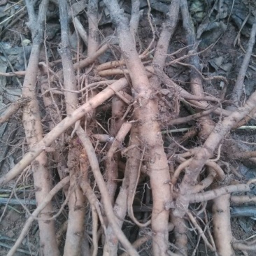 油牡丹苗10~20cm