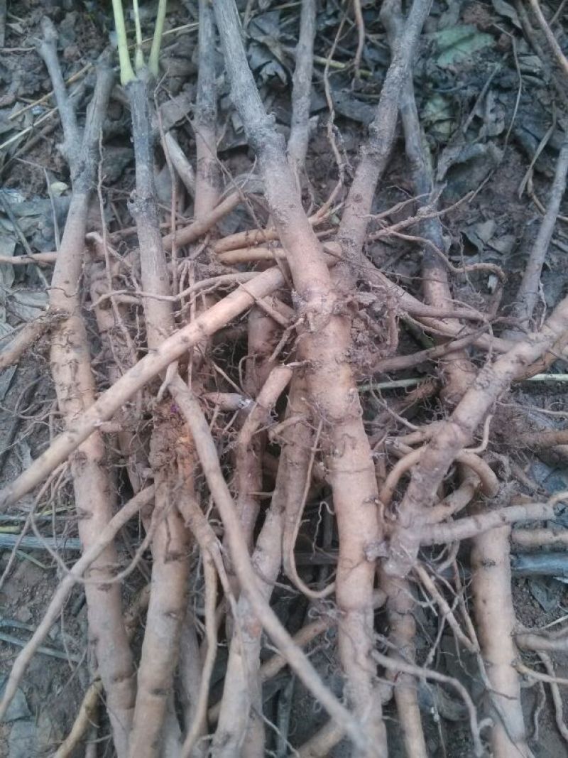 油牡丹苗10~20cm