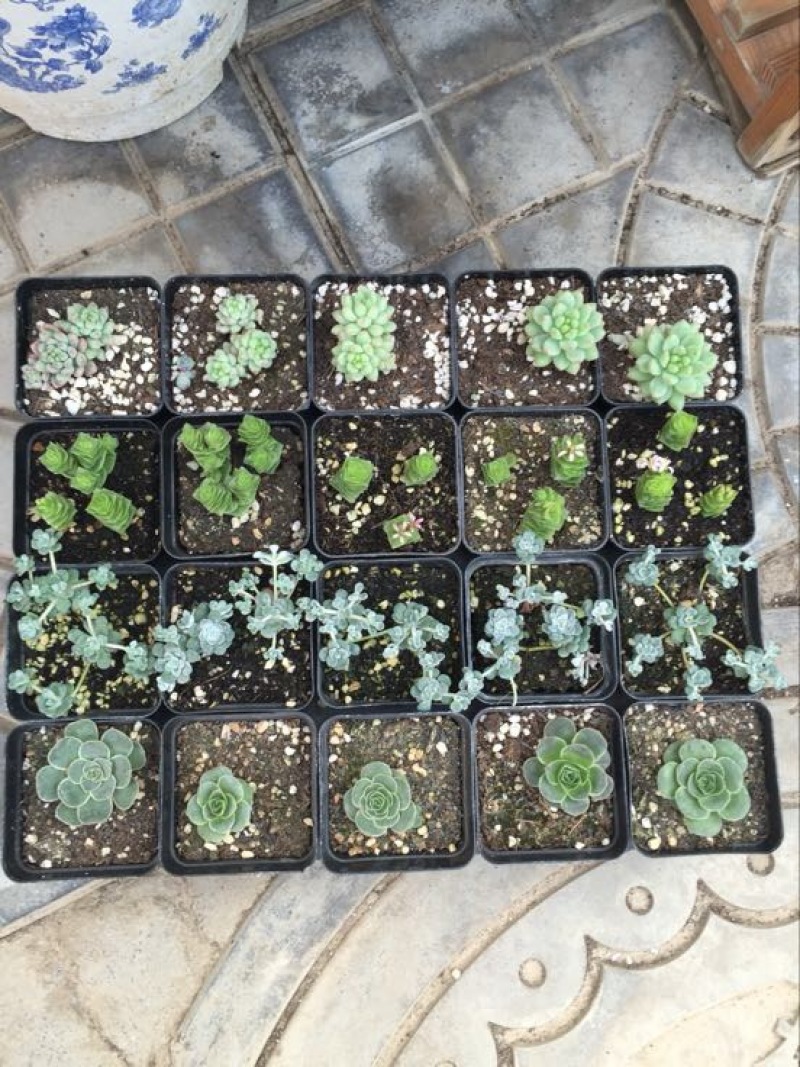 多肉植物
