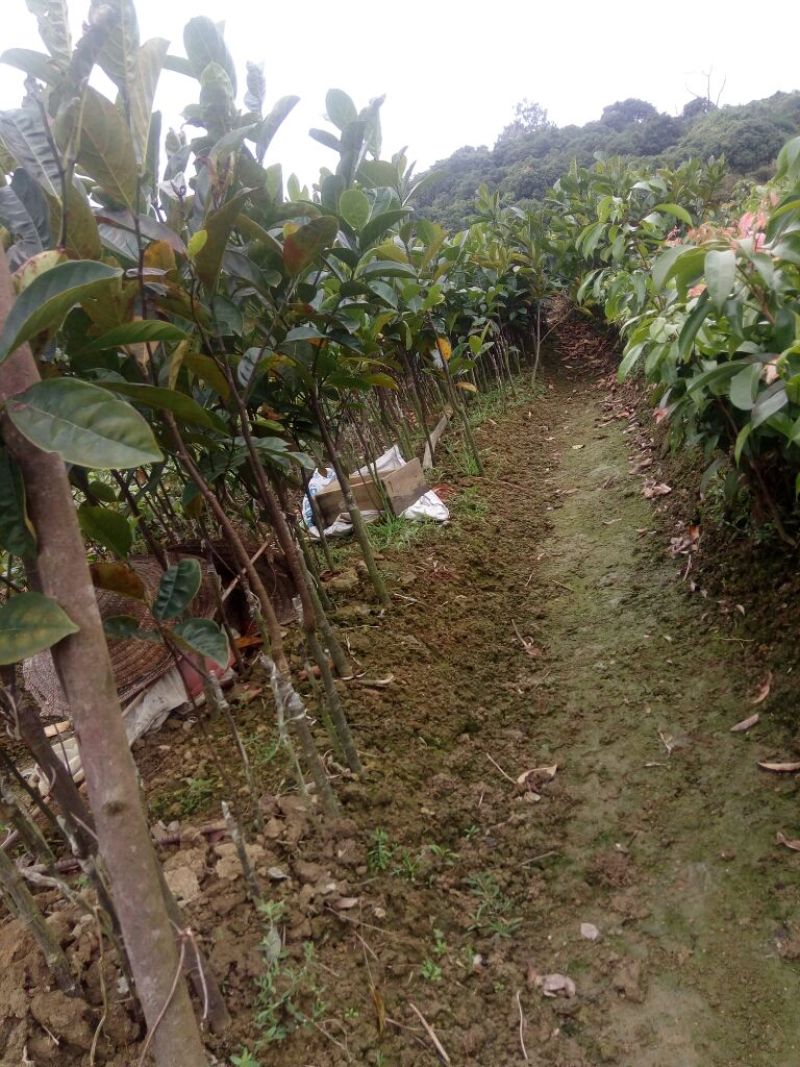 菠萝蜜苗马来西亚一号红肉五号八号十二号